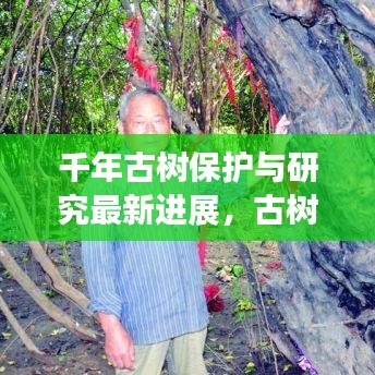 千年古树保护与研究最新进展，古树新闻头条揭秘保护行动成果