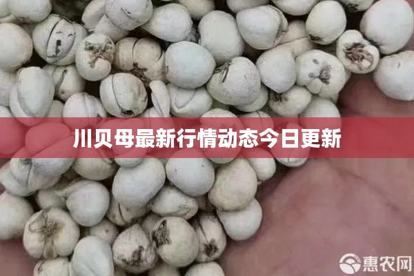 川贝母最新行情动态今日更新
