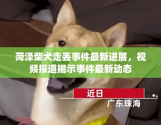 菏泽柴犬走丢事件最新进展，视频报道揭示事件最新动态