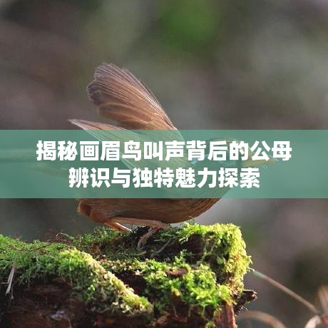 揭秘画眉鸟叫声背后的公母辨识与独特魅力探索