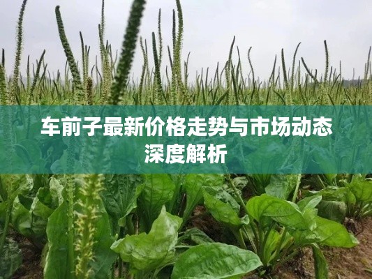 车前子最新价格走势与市场动态深度解析
