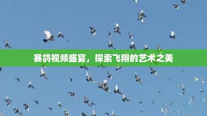 赛鸽视频盛宴，探索飞翔的艺术之美