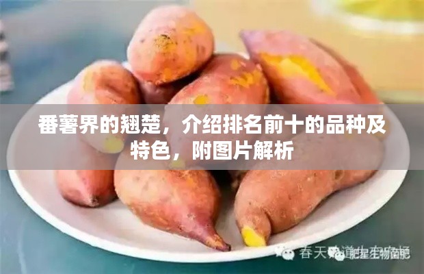 番薯界的翘楚，介绍排名前十的品种及特色，附图片解析