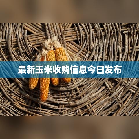 最新玉米收购信息今日发布