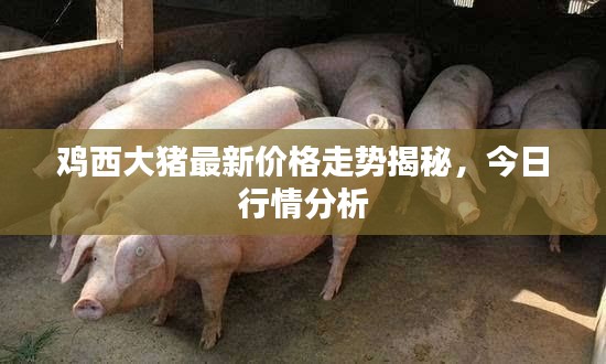 鸡西大猪最新价格走势揭秘，今日行情分析