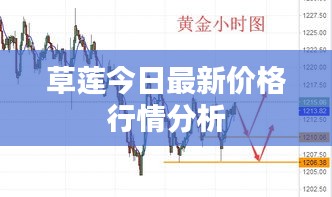草莲今日最新价格行情分析