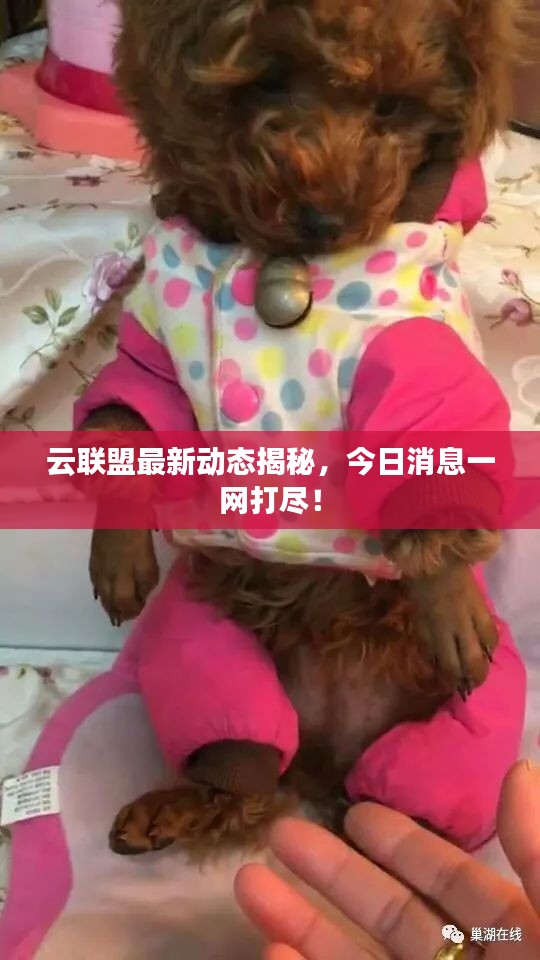 云联盟最新动态揭秘，今日消息一网打尽！