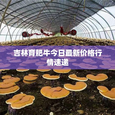 吉林育肥牛今日最新价格行情速递