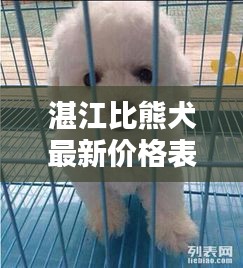 湛江比熊犬最新价格表，超值优惠，你的宠物之选
