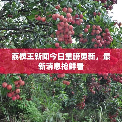 荔枝王新闻今日重磅更新，最新消息抢鲜看