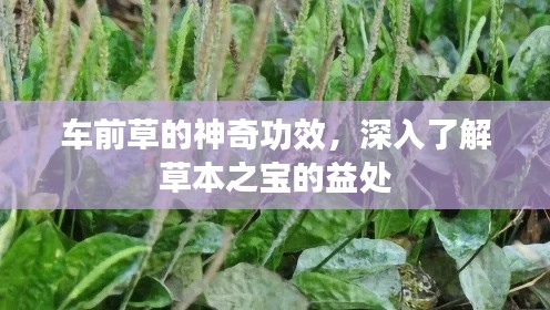 车前草的神奇功效，深入了解草本之宝的益处