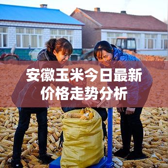 安徽玉米今日最新价格走势分析