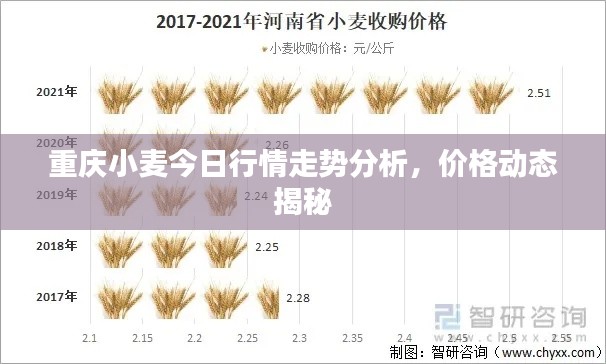 重庆小麦今日行情走势分析，价格动态揭秘
