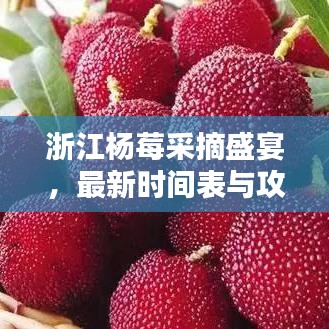 浙江杨莓采摘盛宴，最新时间表与攻略全掌握！
