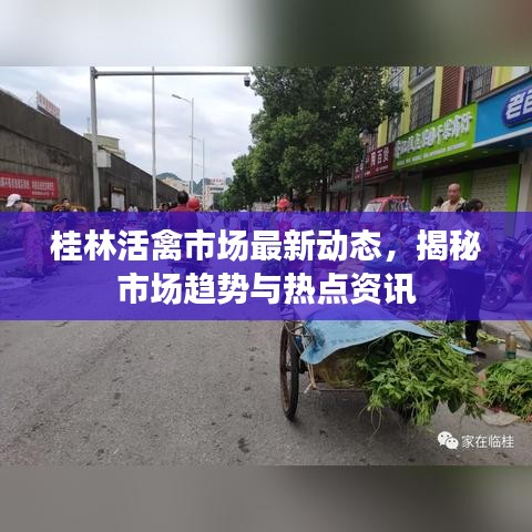 桂林活禽市场最新动态，揭秘市场趋势与热点资讯