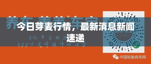 今日芽麦行情，最新消息新闻速递