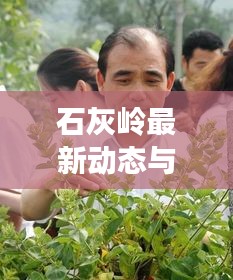 石灰岭最新动态与发展探秘，新闻头条全掌握