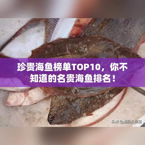 珍贵海鱼榜单TOP10，你不知道的名贵海鱼排名！