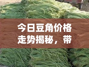 今日豆角价格走势揭秘，带你洞悉市场动态