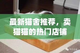 最新猫舍推荐，卖猫猫的热门店铺一网打尽！