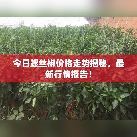 今日螺丝椒价格走势揭秘，最新行情报告！