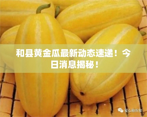 和县黄金瓜最新动态速递！今日消息揭秘！