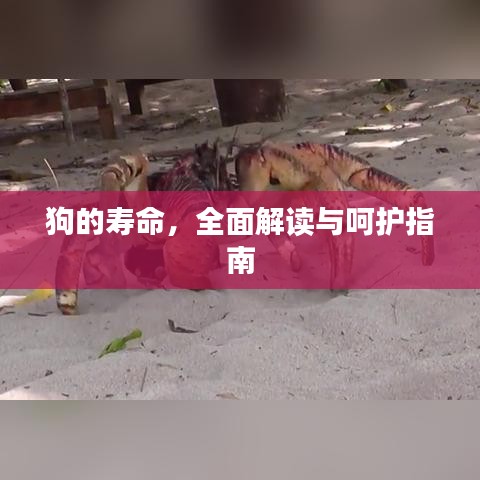 狗的寿命，全面解读与呵护指南