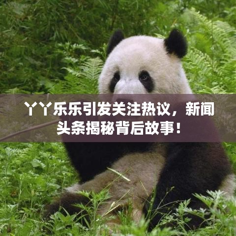 丫丫乐乐引发关注热议，新闻头条揭秘背后故事！