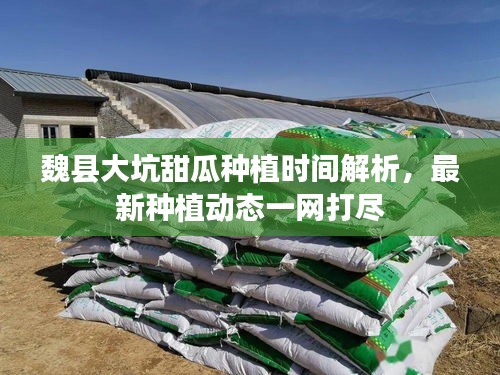 魏县大坑甜瓜种植时间解析，最新种植动态一网打尽