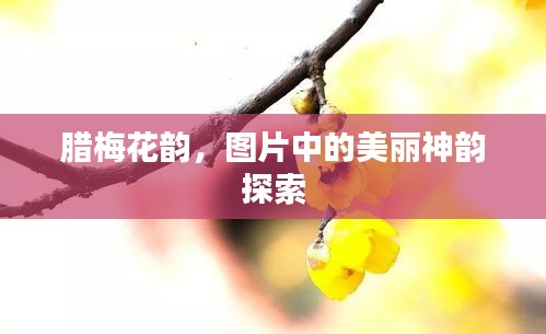 腊梅花韵，图片中的美丽神韵探索