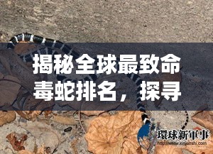 揭秘全球最致命毒蛇排名，探寻地球上最危险的毒物之王