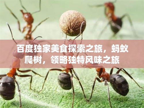 百度独家美食探索之旅，蚂蚁爬树，领略独特风味之旅