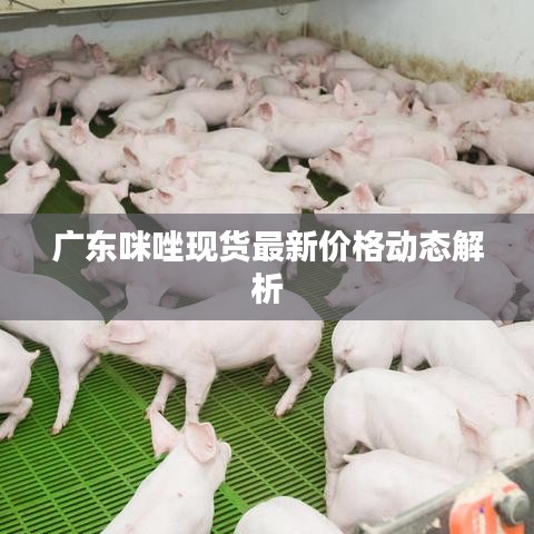 广东咪唑现货最新价格动态解析