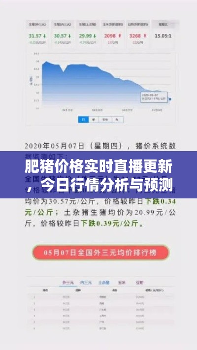 肥猪价格实时直播更新，今日行情分析与预测