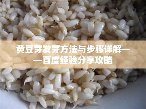 黄豆芽发芽方法与步骤详解——百度经验分享攻略