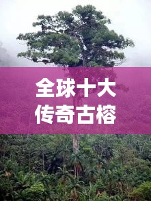 全球十大传奇古榕树排名，震撼你的视觉！