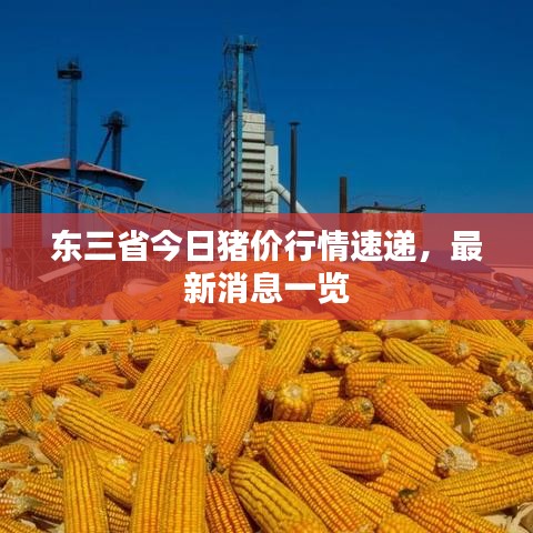 东三省今日猪价行情速递，最新消息一览