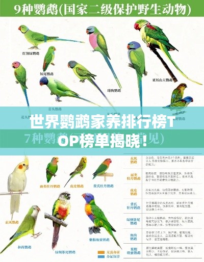 世界鹦鹉家养排行榜TOP榜单揭晓！