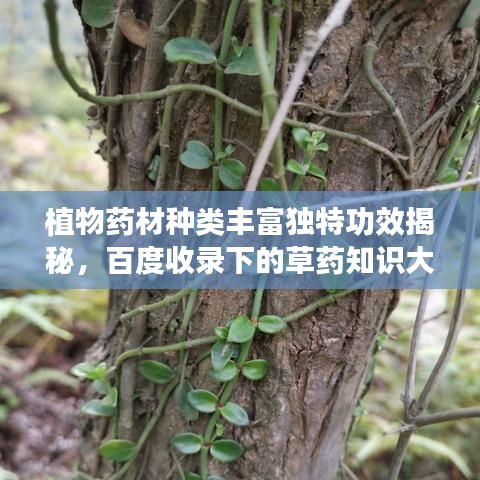 植物药材种类丰富独特功效揭秘，百度收录下的草药知识大全