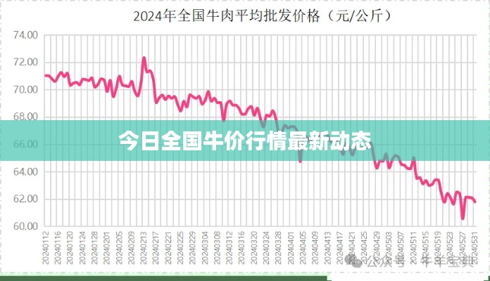 今日全国牛价行情最新动态