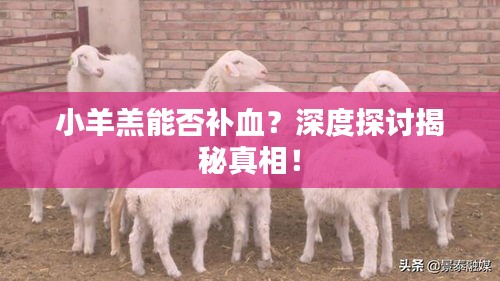 小羊羔能否补血？深度探讨揭秘真相！