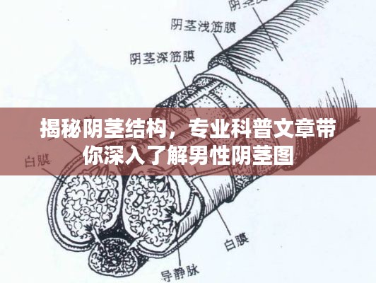 揭秘阴茎结构，专业科普文章带你深入了解男性阴茎图