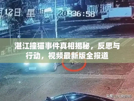 湛江撞猫事件真相揭秘，反思与行动，视频最新版全报道