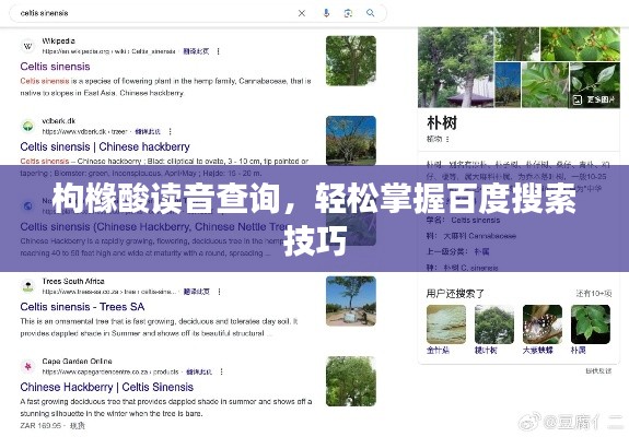 枸橼酸读音查询，轻松掌握百度搜索技巧