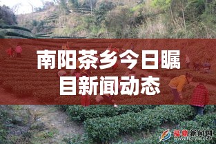 南阳茶乡今日瞩目新闻动态