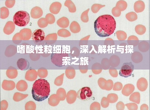嗜酸性粒细胞，深入解析与探索之旅