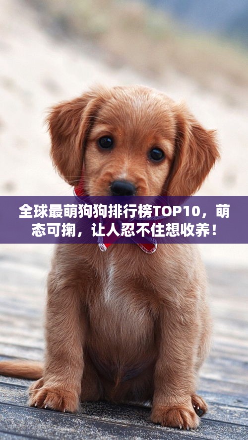 全球最萌狗狗排行榜TOP10，萌态可掬，让人忍不住想收养！