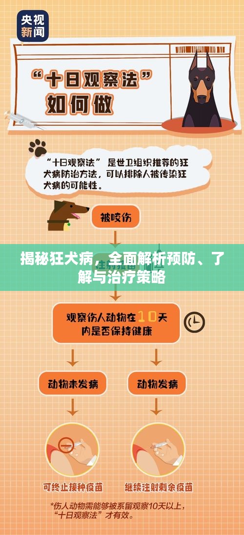 揭秘狂犬病，全面解析预防、了解与治疗策略