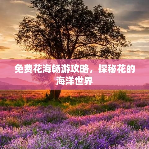 免费花海畅游攻略，探秘花的海洋世界