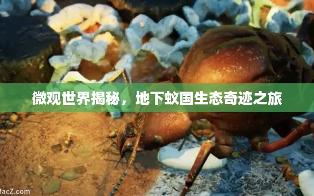 微观世界揭秘，地下蚁国生态奇迹之旅